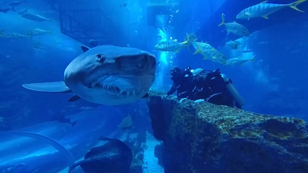 aquarium high